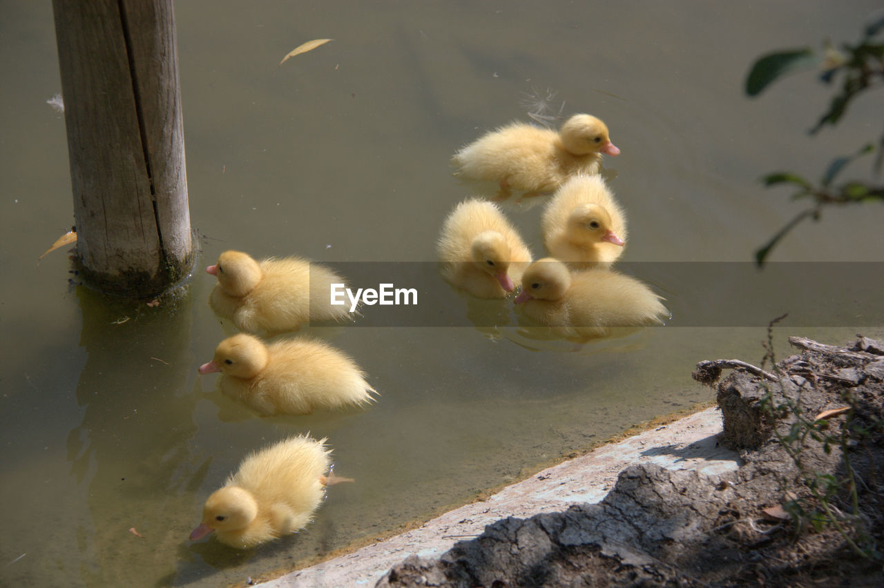 Many ducklings in the lake