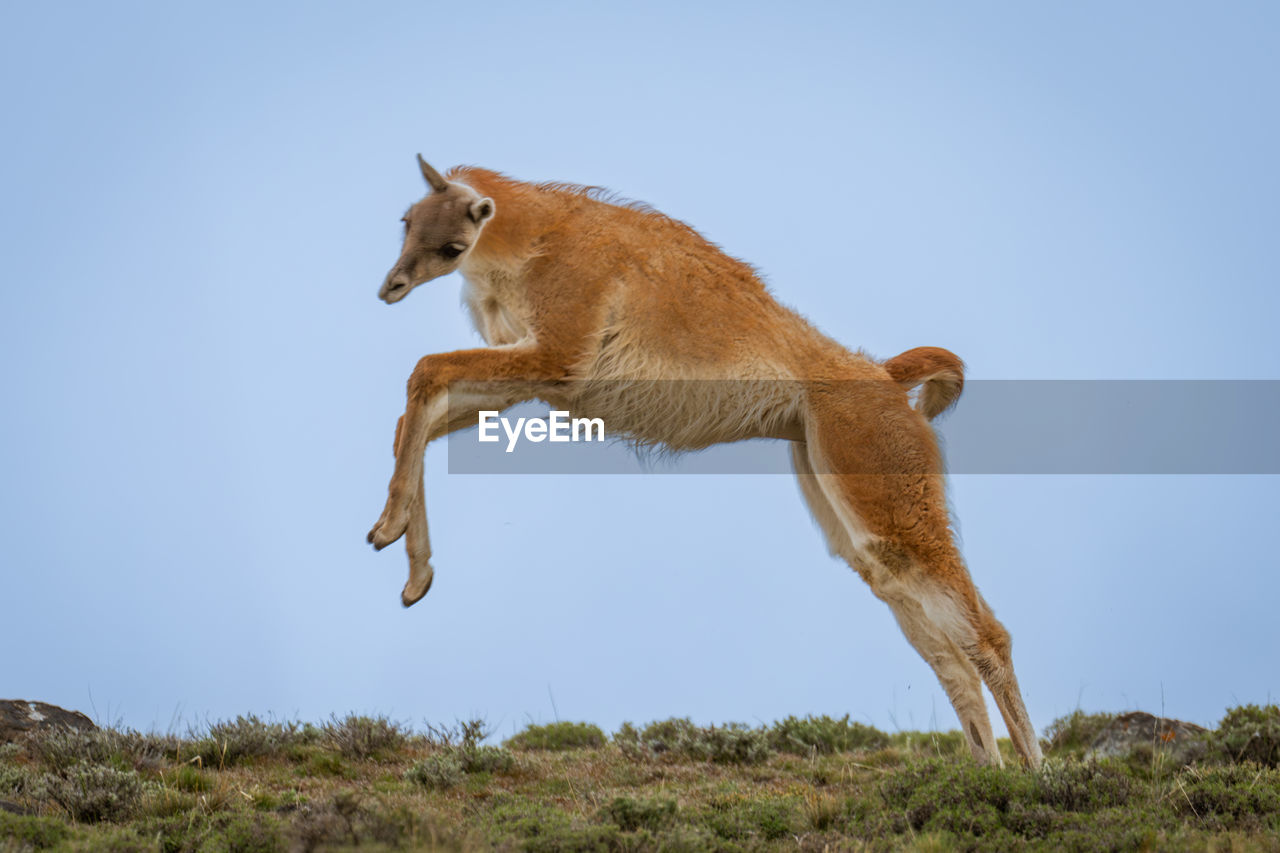 animal, animal themes, mammal, animal wildlife, jumping, one animal, wildlife, full length, nature, motion, sky, no people, side view, blue, mid-air, outdoors, day, running, clear sky, dog