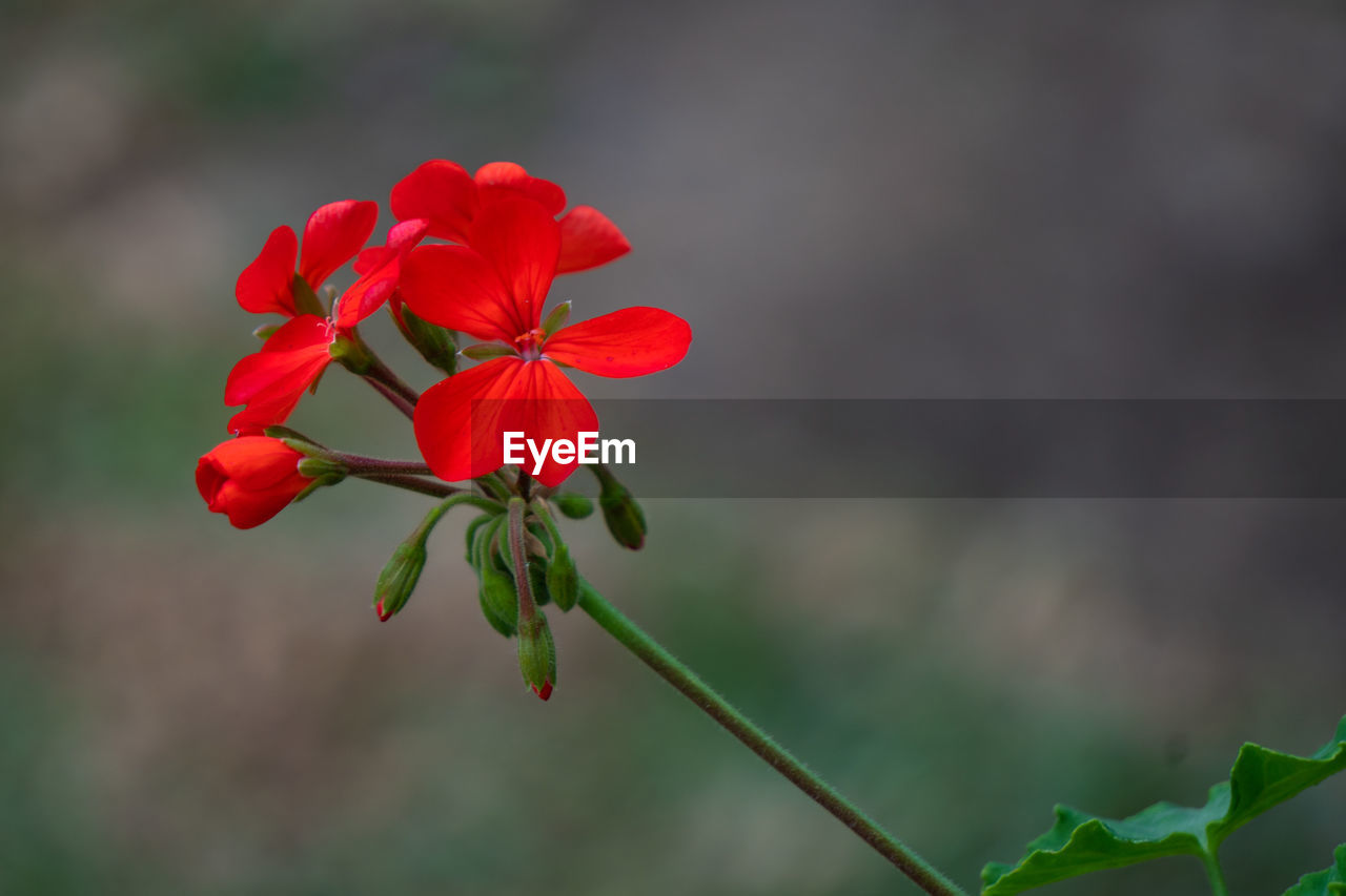 Close-up of red flowering plant