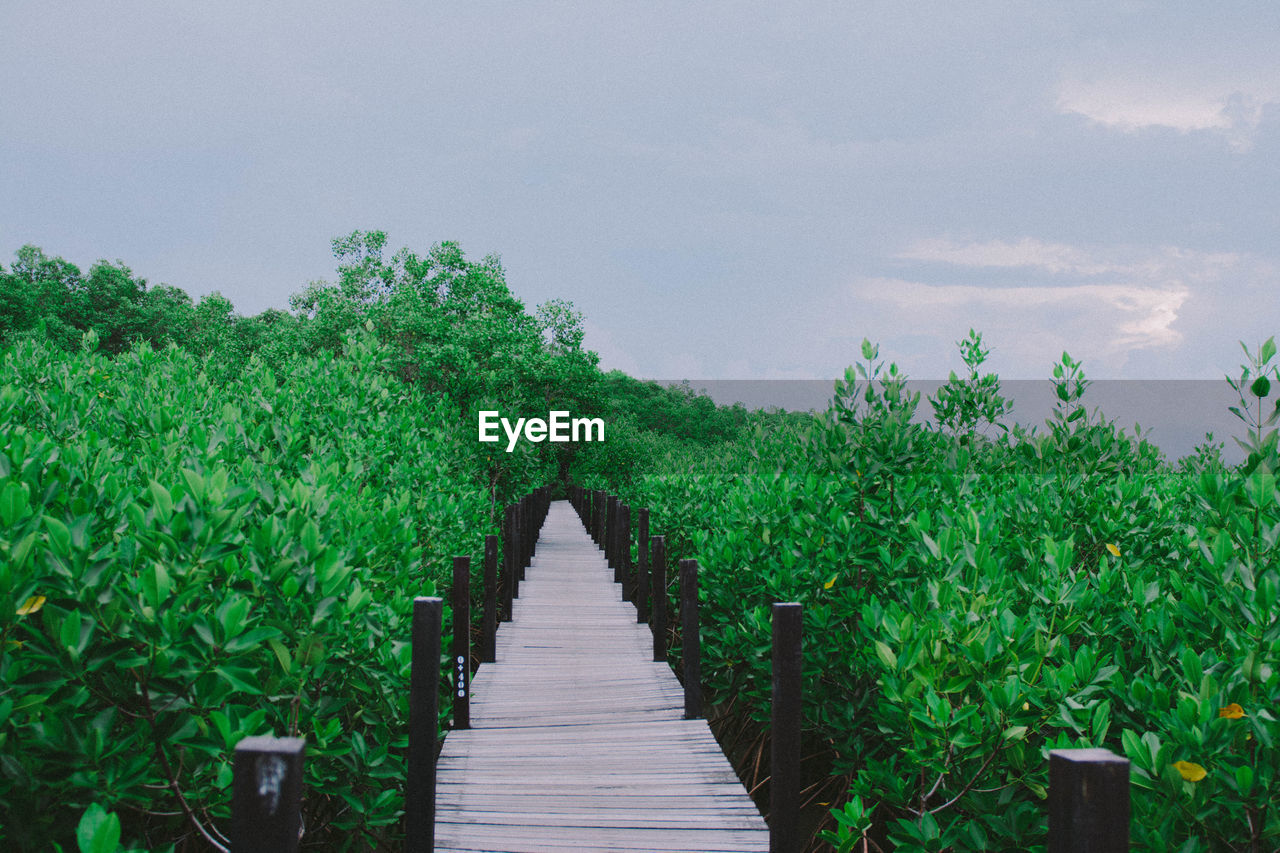 Narrow walkway along plants and trees against sky