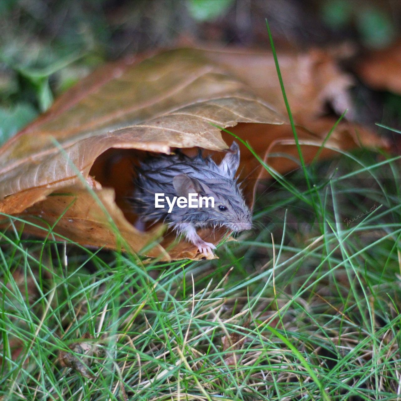 HIGH ANGLE VIEW OF RABBIT IN GRASS