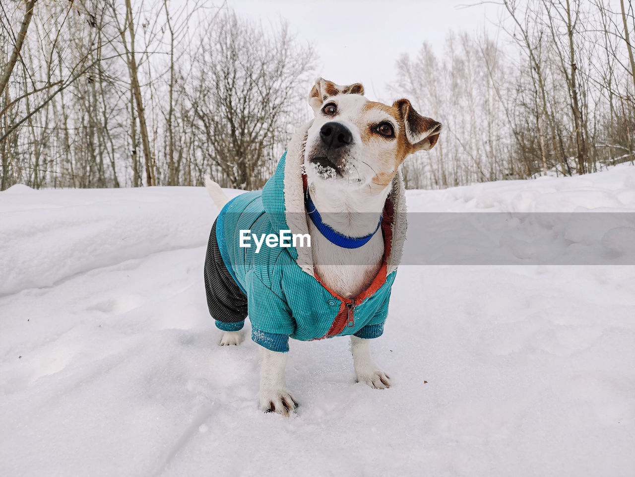 Dressed dog jack russell on a walk in the winter in the snow, stands looking up