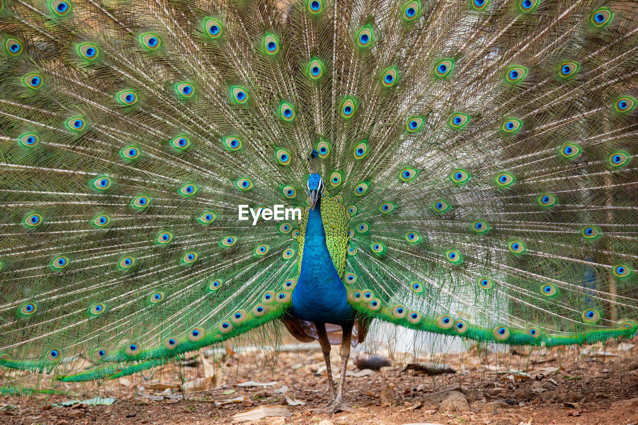 PEACOCK WITH FEATHERS ON THE BACKGROUND