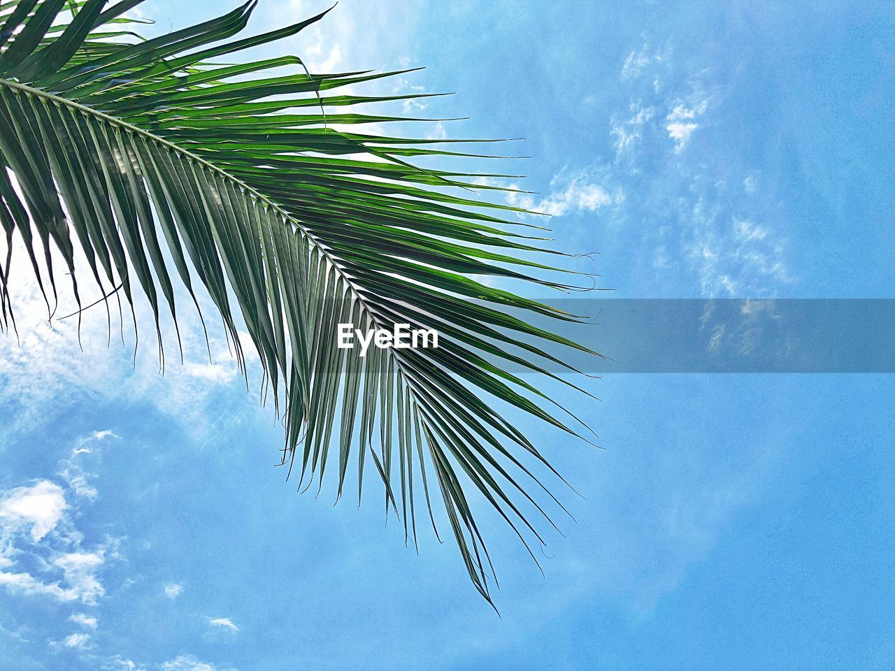 Low angle view of palm tree leaves against sky