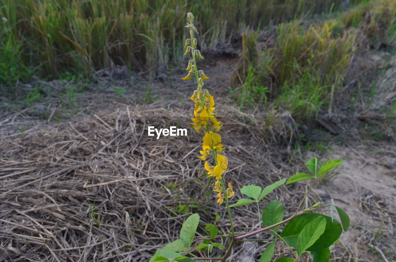 CLOSE-UP OF YELLOW FLOWERS GROWING IN FIELD