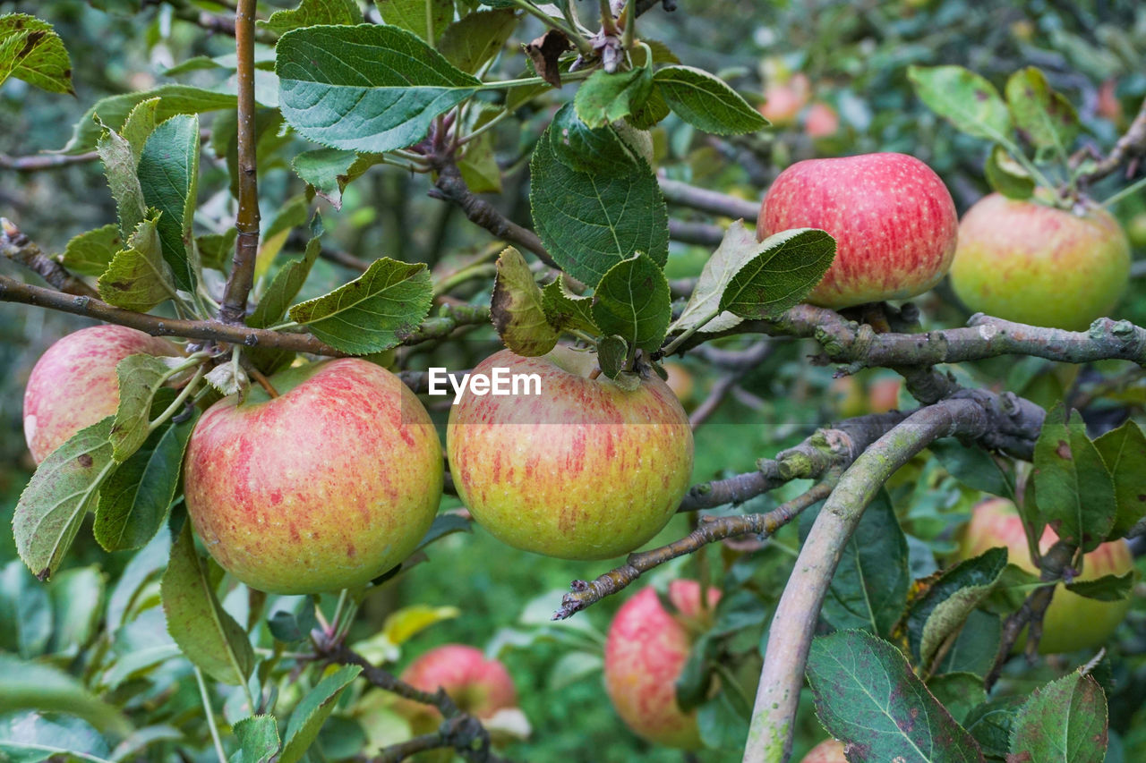 APPLES GROWING ON TREE