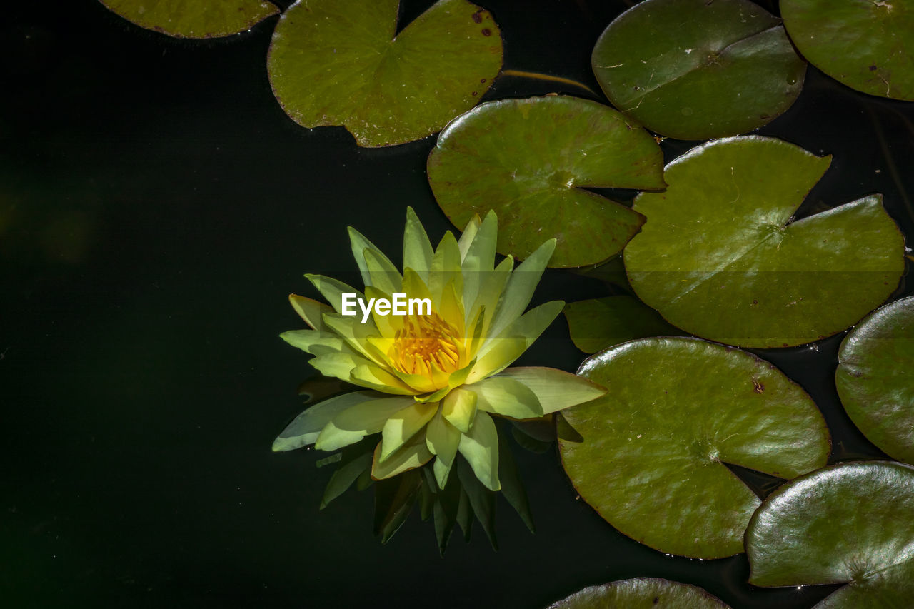 Close-up of lotus water lily in the nature reserve