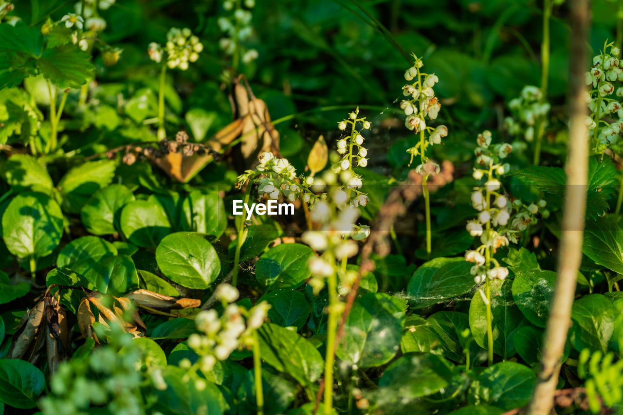 CLOSE-UP OF GREEN INSECT ON FLOWERING PLANT