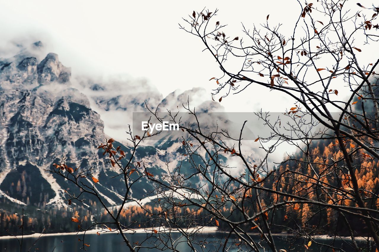 Bare tree against snowcapped mountains during winter