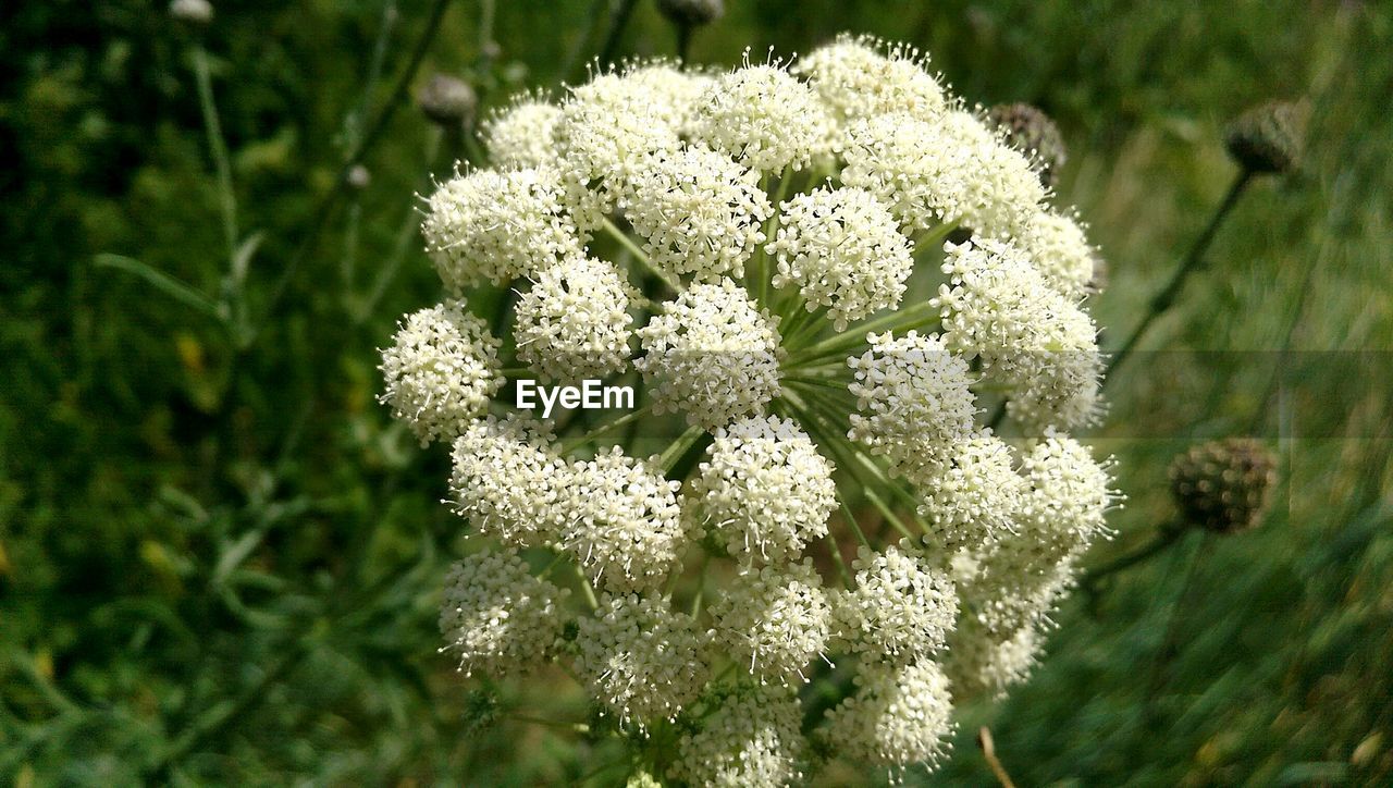 Close-up of white flowers