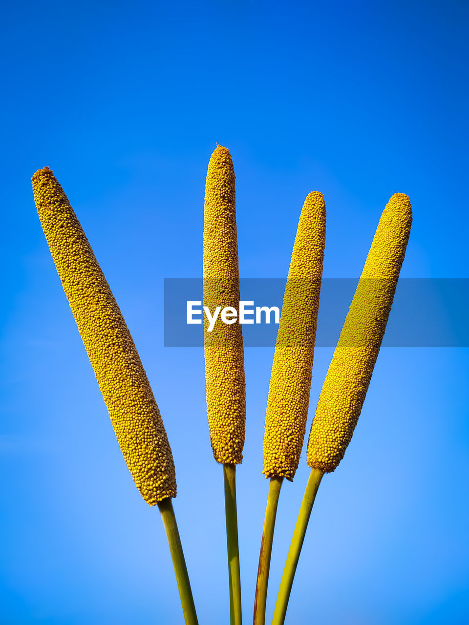 Millet ears on blue background