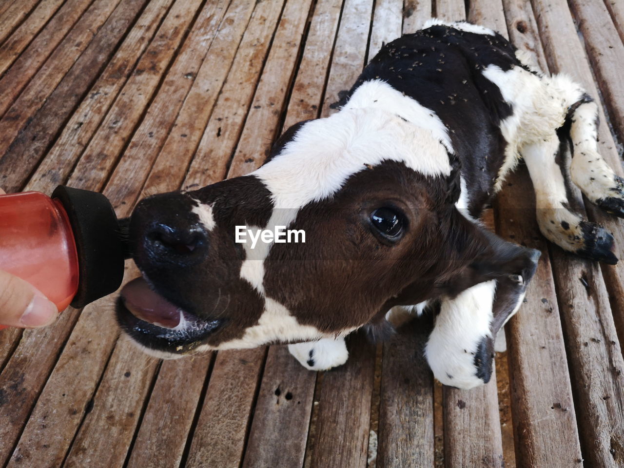 Baby dairy cow 