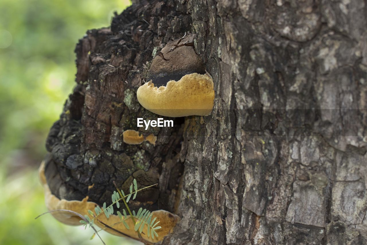 CLOSE-UP OF MUSHROOMS ON TREE TRUNK