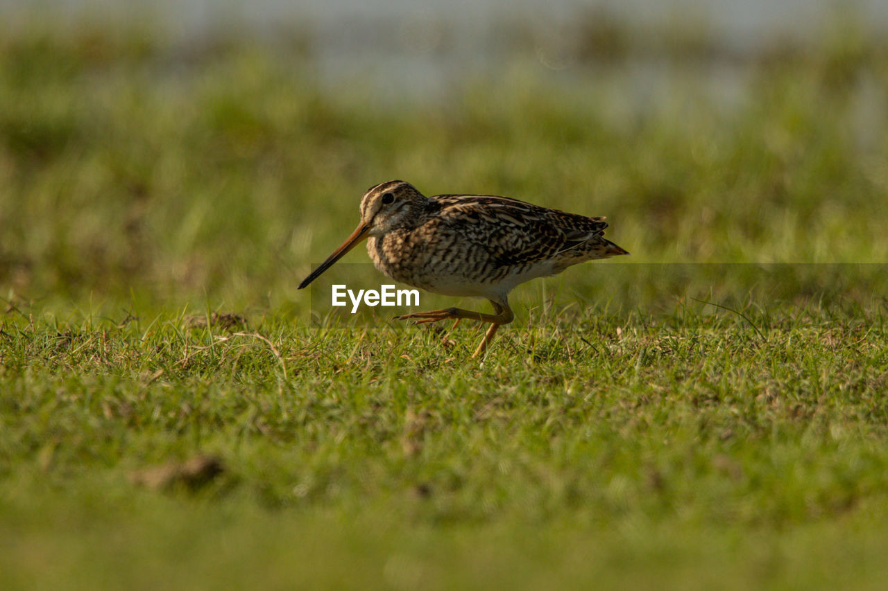 BIRD PERCHING ON A FIELD