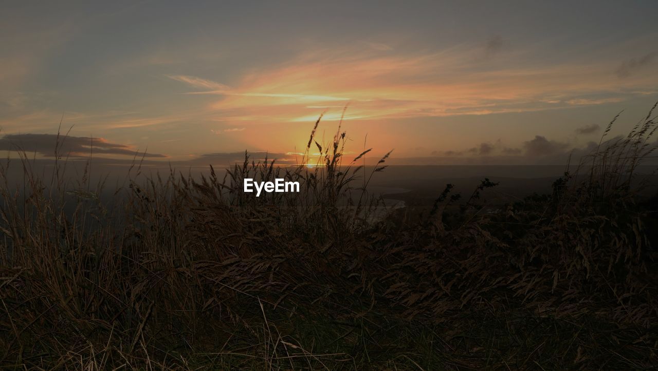 Close-up of grass by sea against sky during sunset