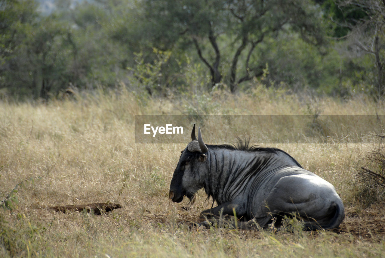 Wildebeest resting on field