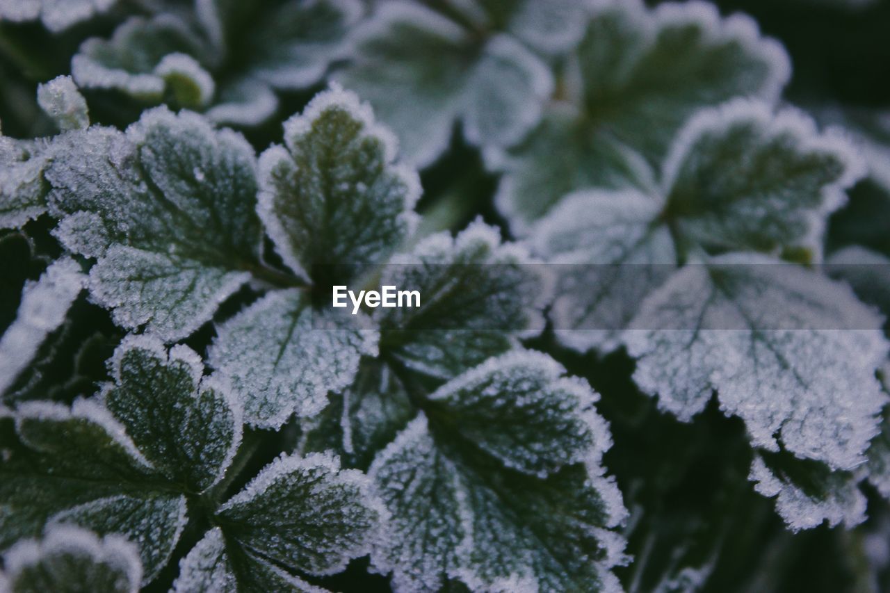 Close-up of frozen plant during winter