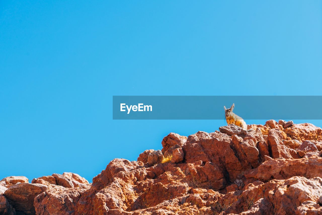 Low angle view of rabbit on rock against clear blue sky