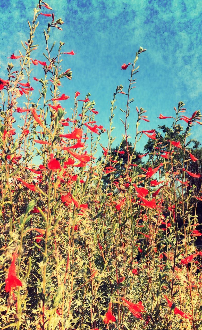 Close-up of flowers growing on field