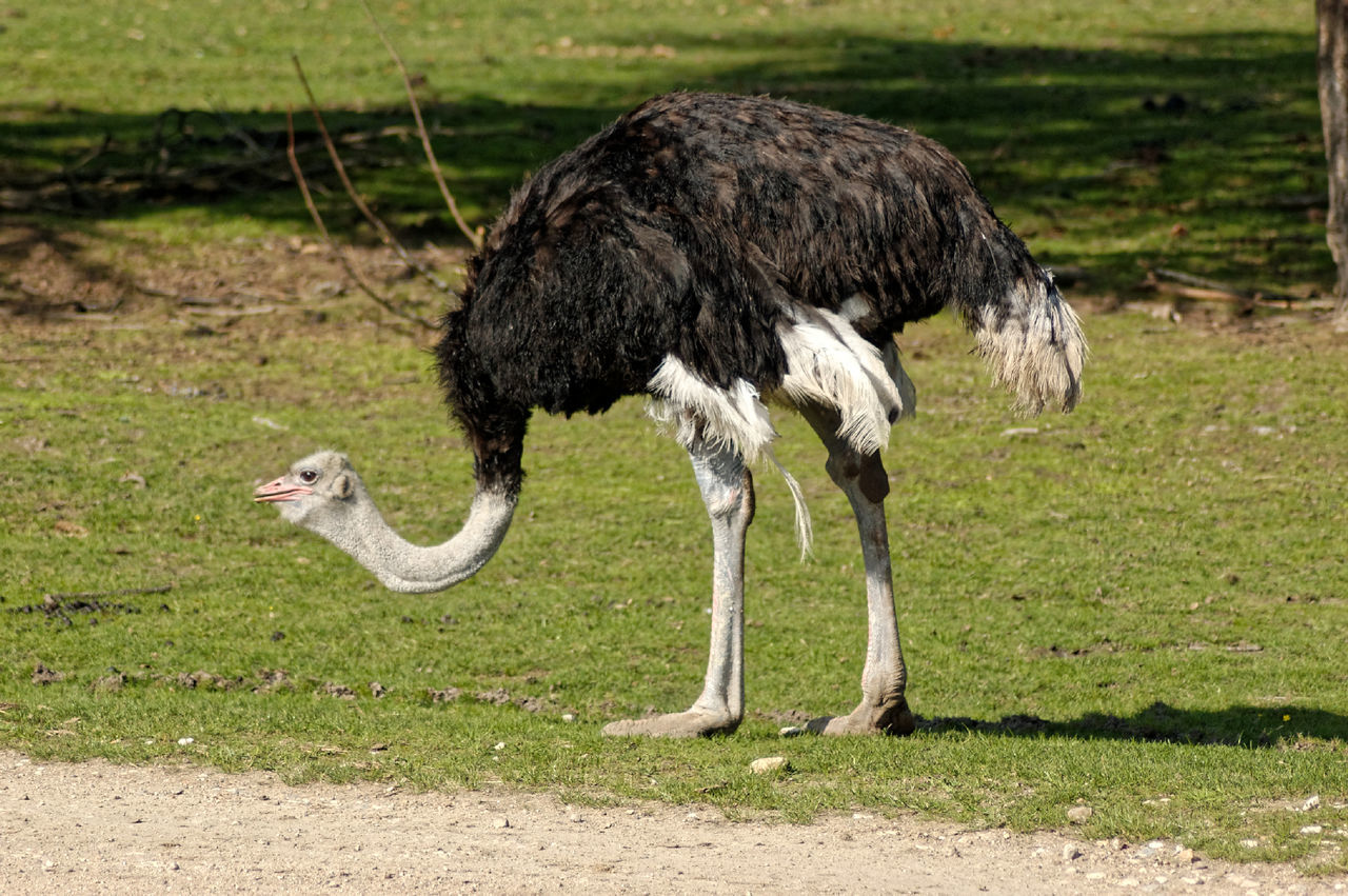 Side view of emu on grassland