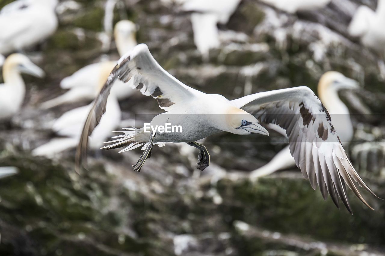 Close-up of gannet flying over field