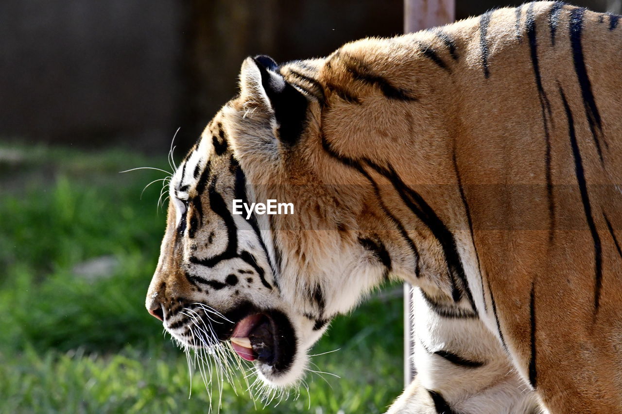 Close-up of a tiger in zoo