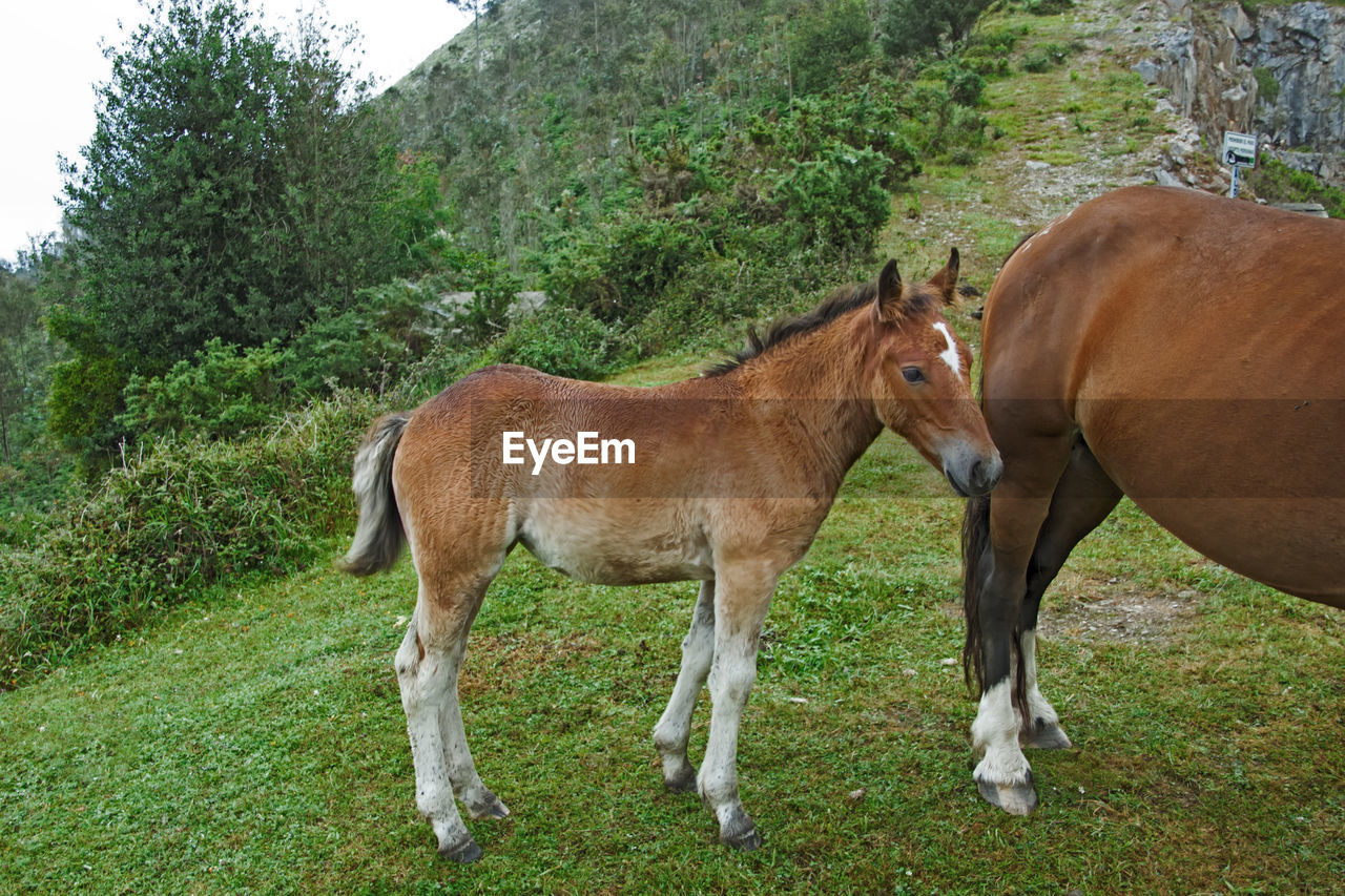 TWO HORSES IN A FIELD