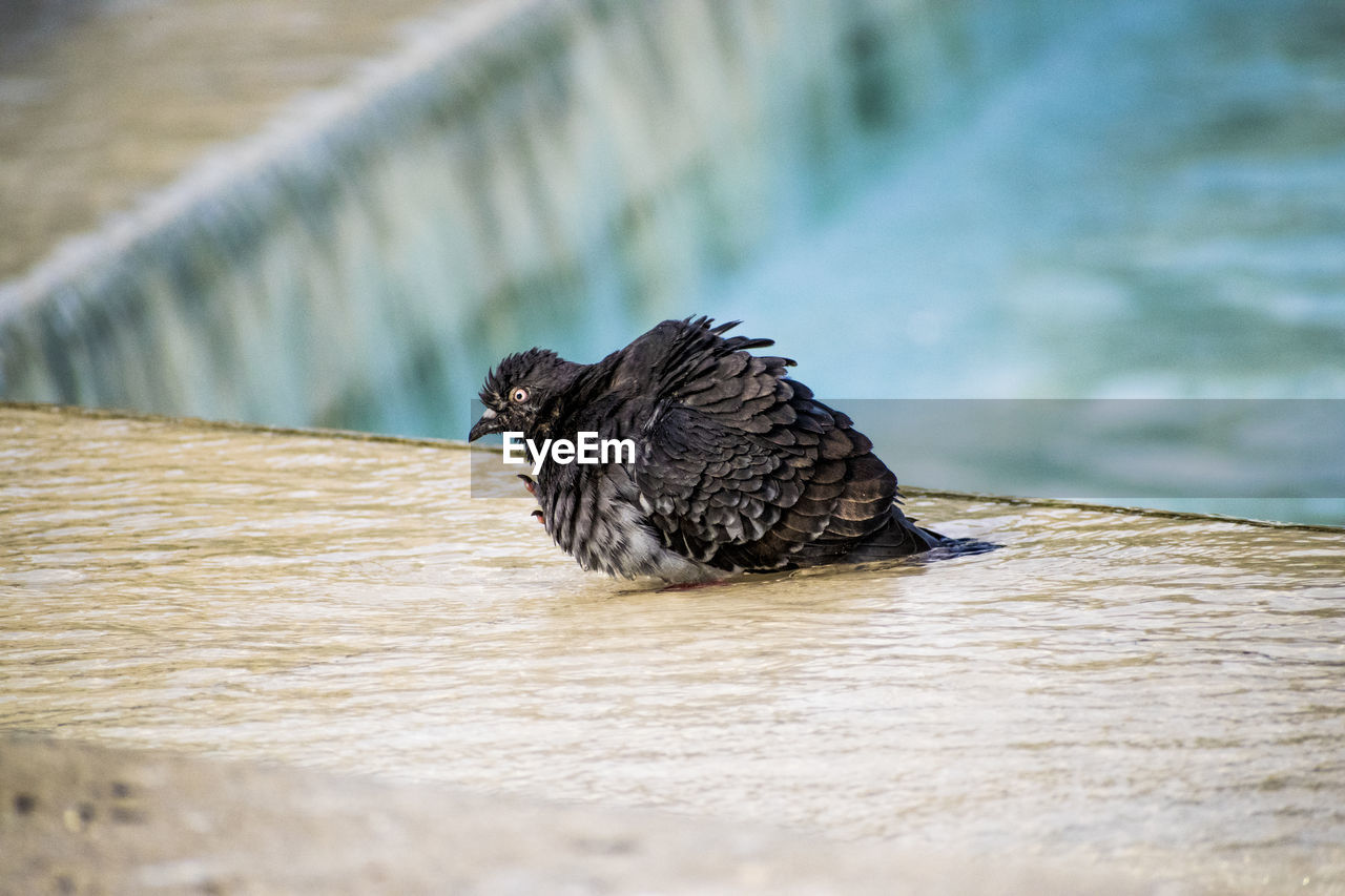 Close-up of a bird