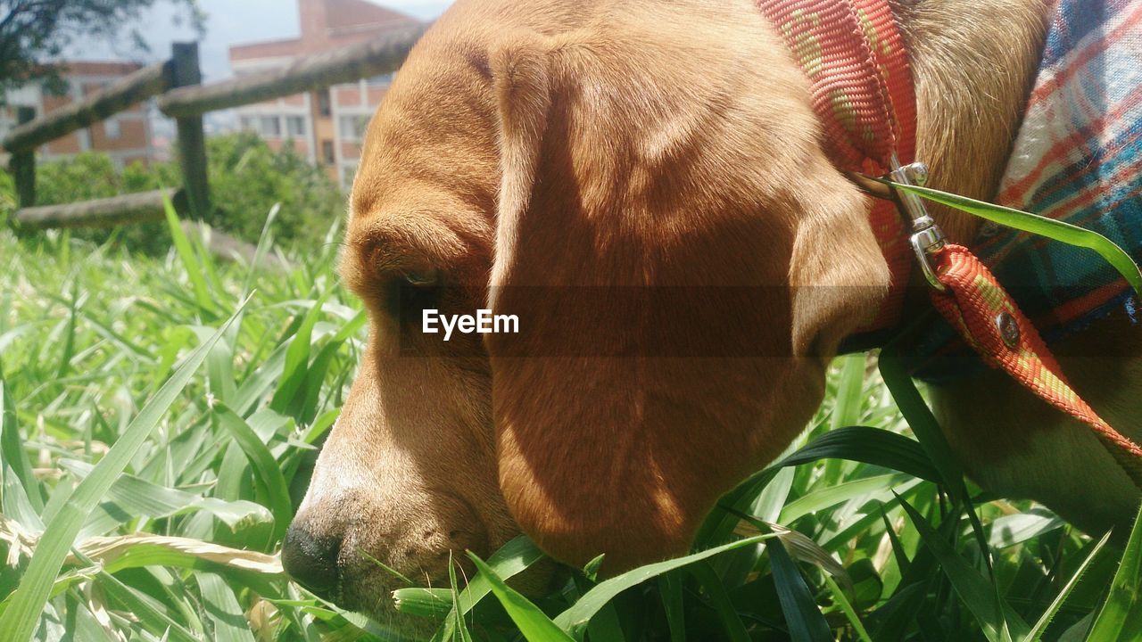 Close-up of brown beagle on grassy field