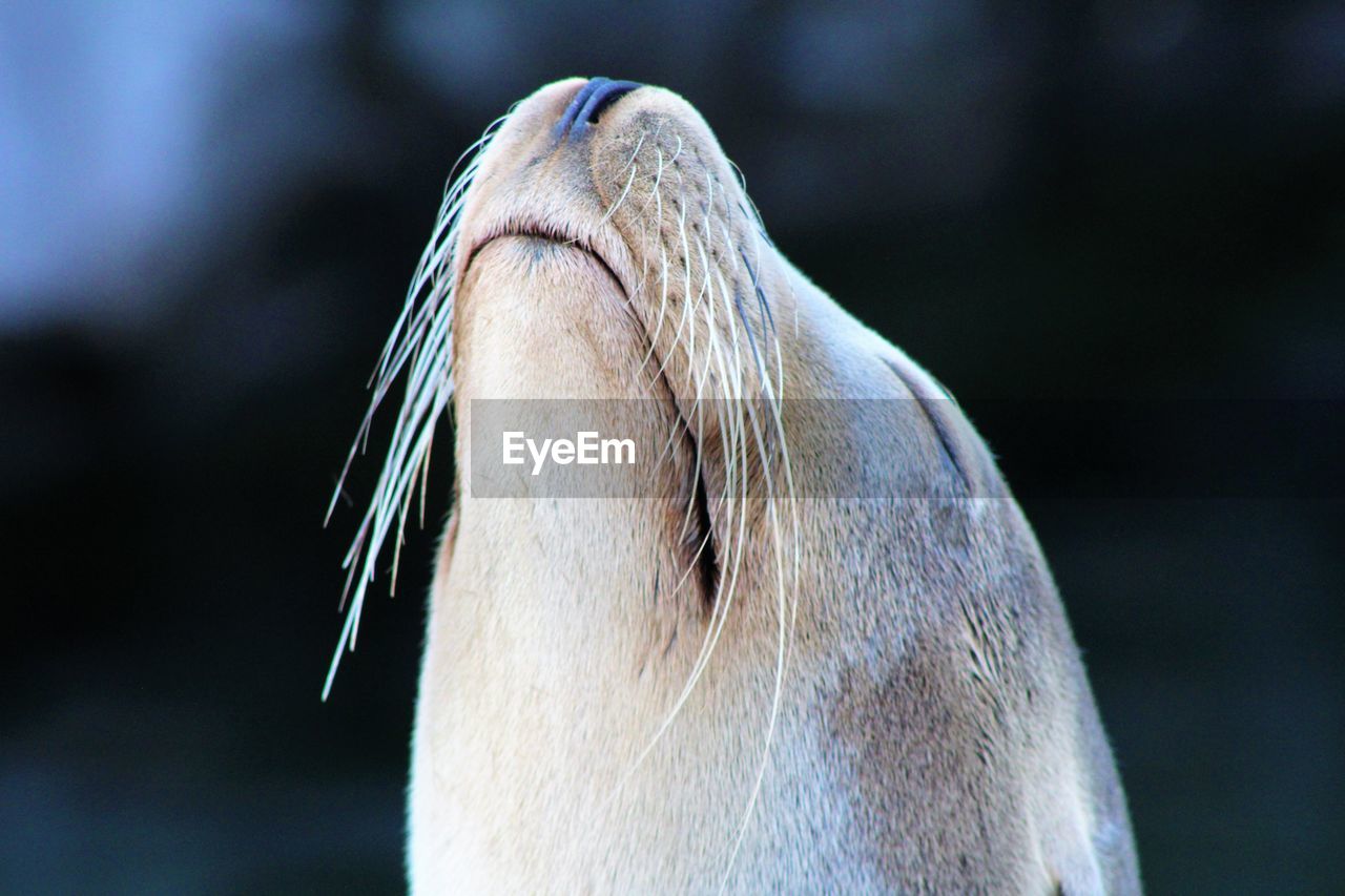 Close-up of sea lion