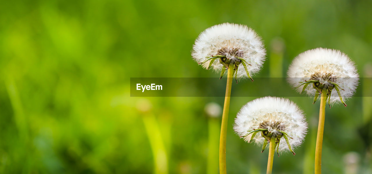 CLOSE-UP OF DANDELION GROWING ON FIELD