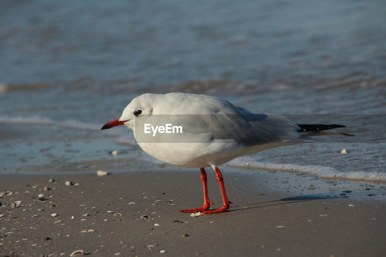 Seagull on beach