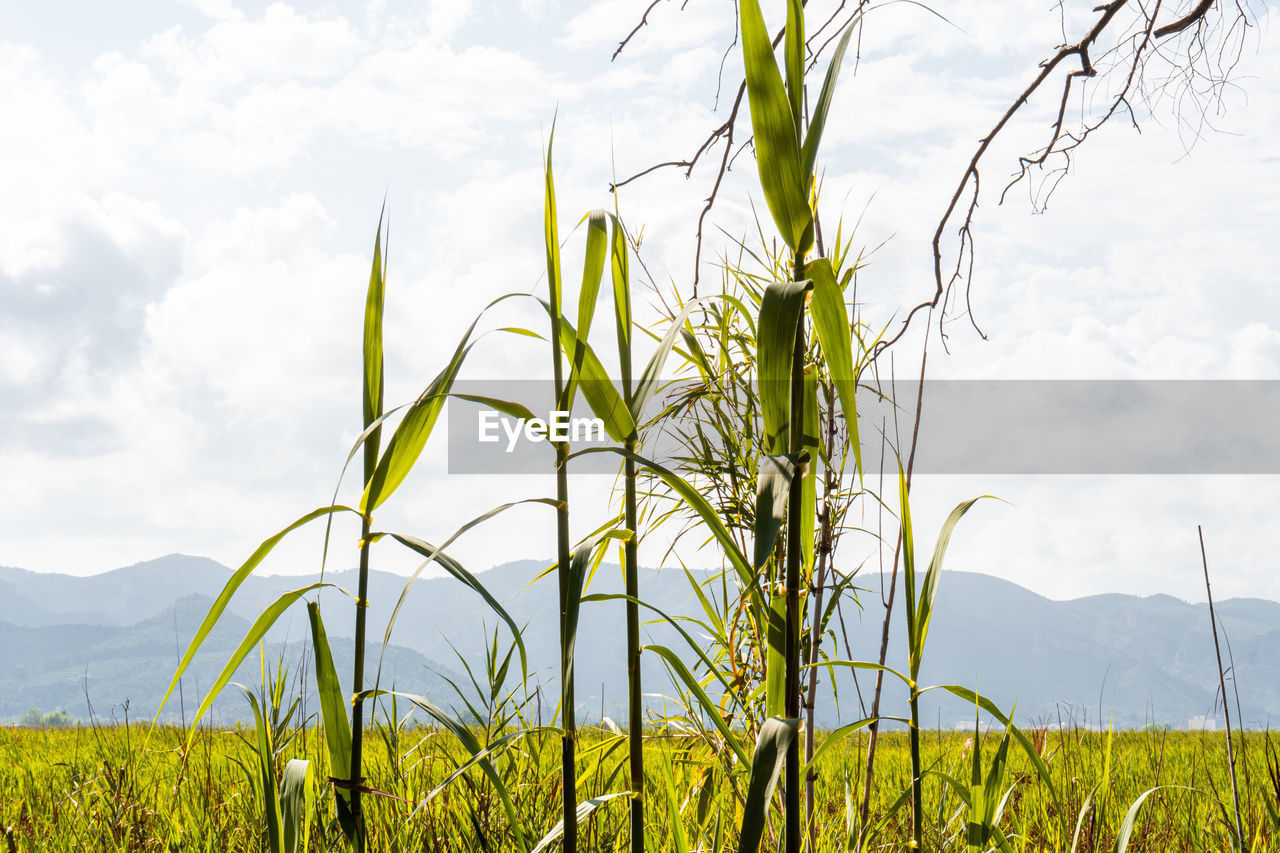 plant, grass, agriculture, landscape, sky, prairie, cloud, field, nature, environment, land, meadow, grassland, crop, beauty in nature, rural scene, rural area, growth, mountain, no people, scenics - nature, green, flower, cereal plant, tranquility, outdoors, food, day, tranquil scene, rapeseed, non-urban scene, food and drink, tree, paddy field, sunlight, freshness, corn