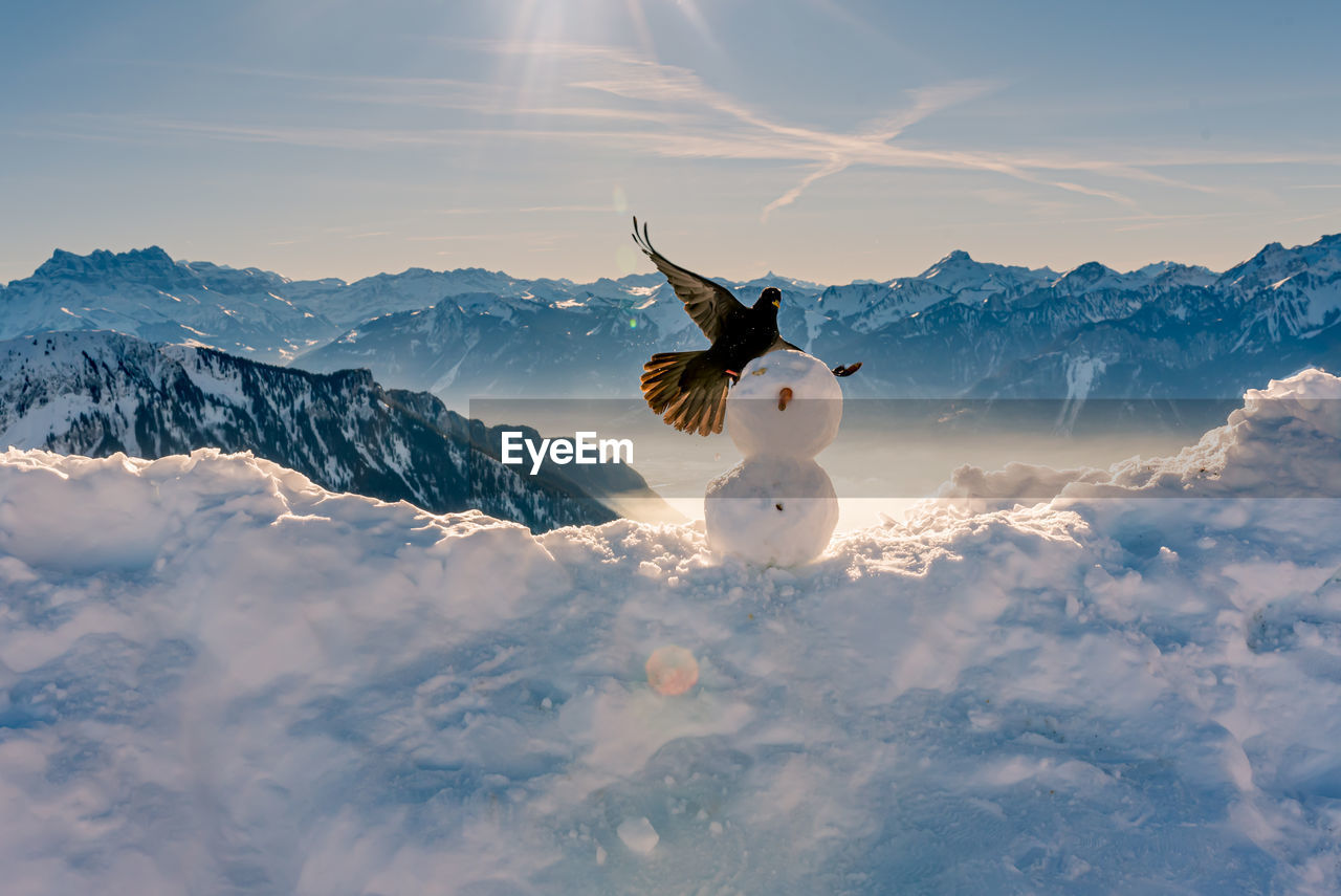 Bird flying by snowman during winter