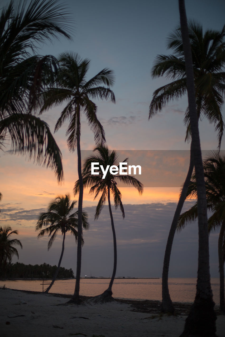 palm trees on beach