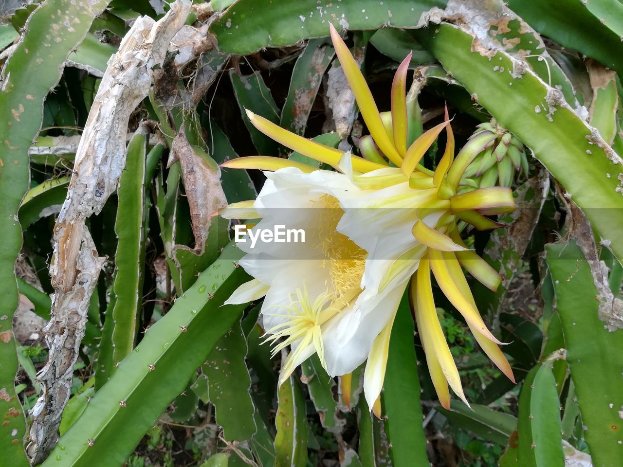 CLOSE-UP OF FRESH YELLOW FLOWER BLOOMING OUTDOORS