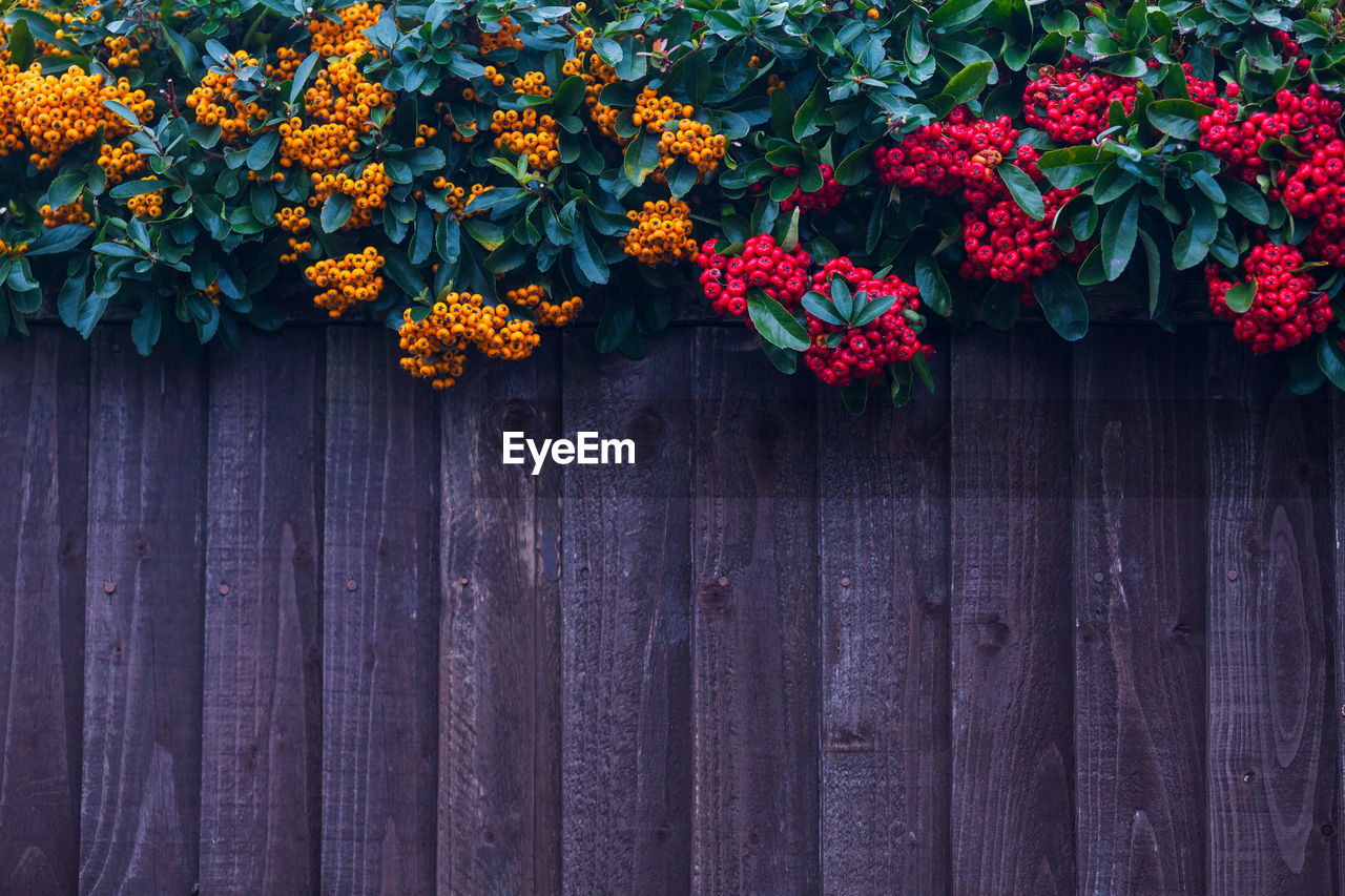 Close-up of red flowering plants on wood