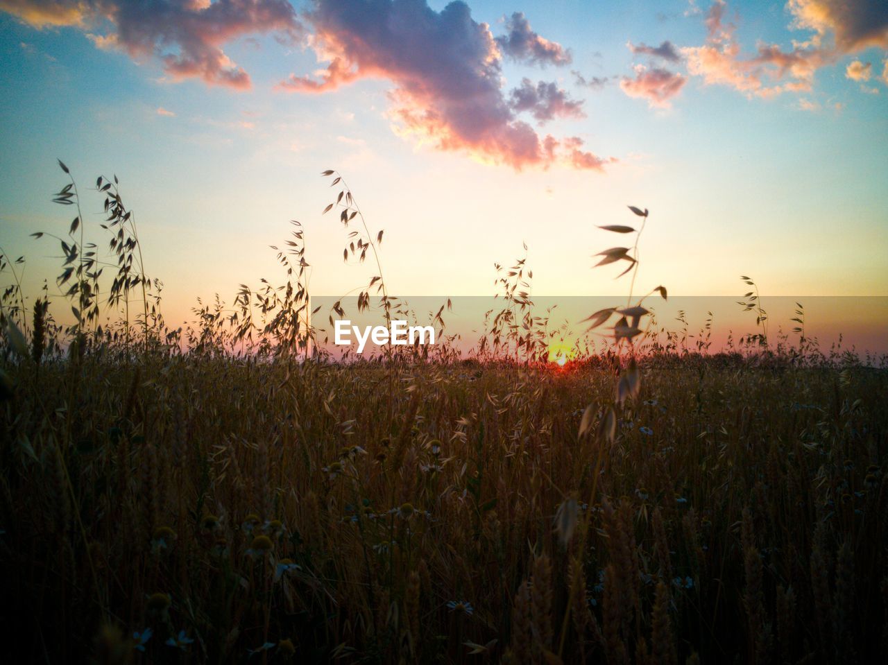 SCENIC VIEW OF FIELD AGAINST CLOUDY SKY