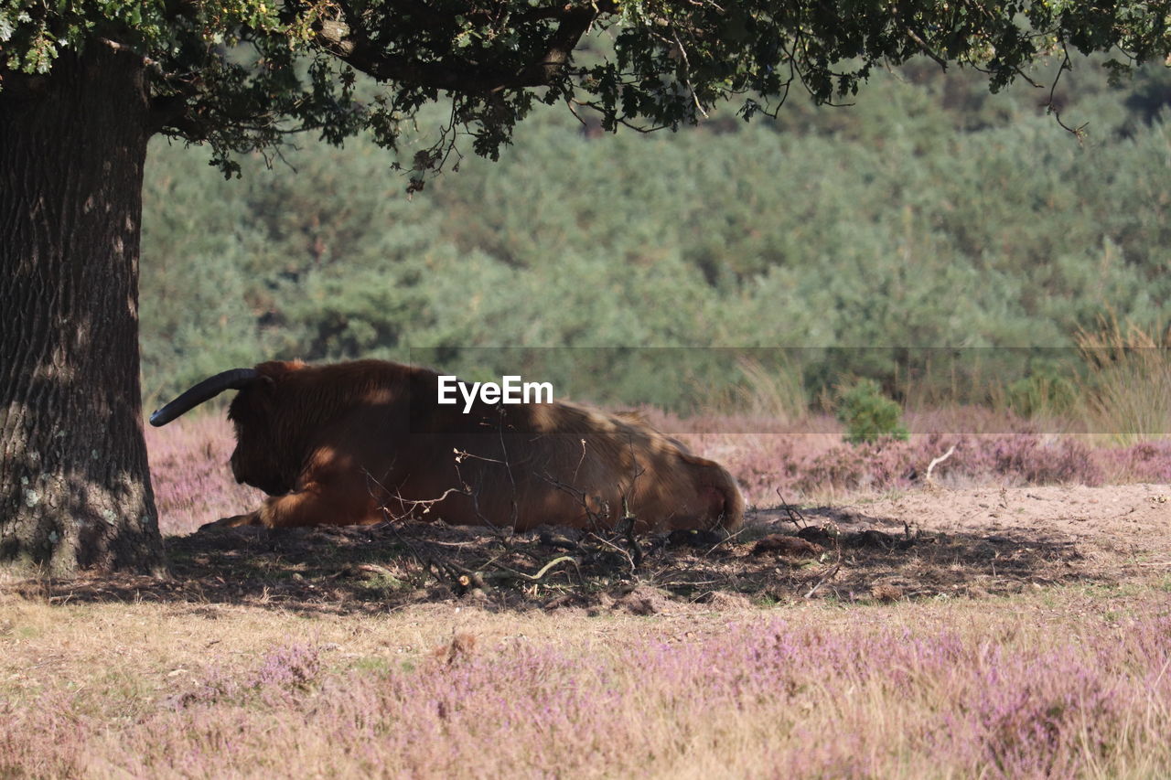 Side view of a cow on field