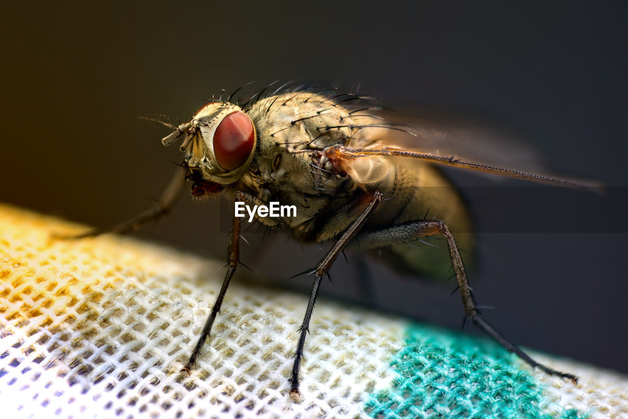 Macro shot of housefly