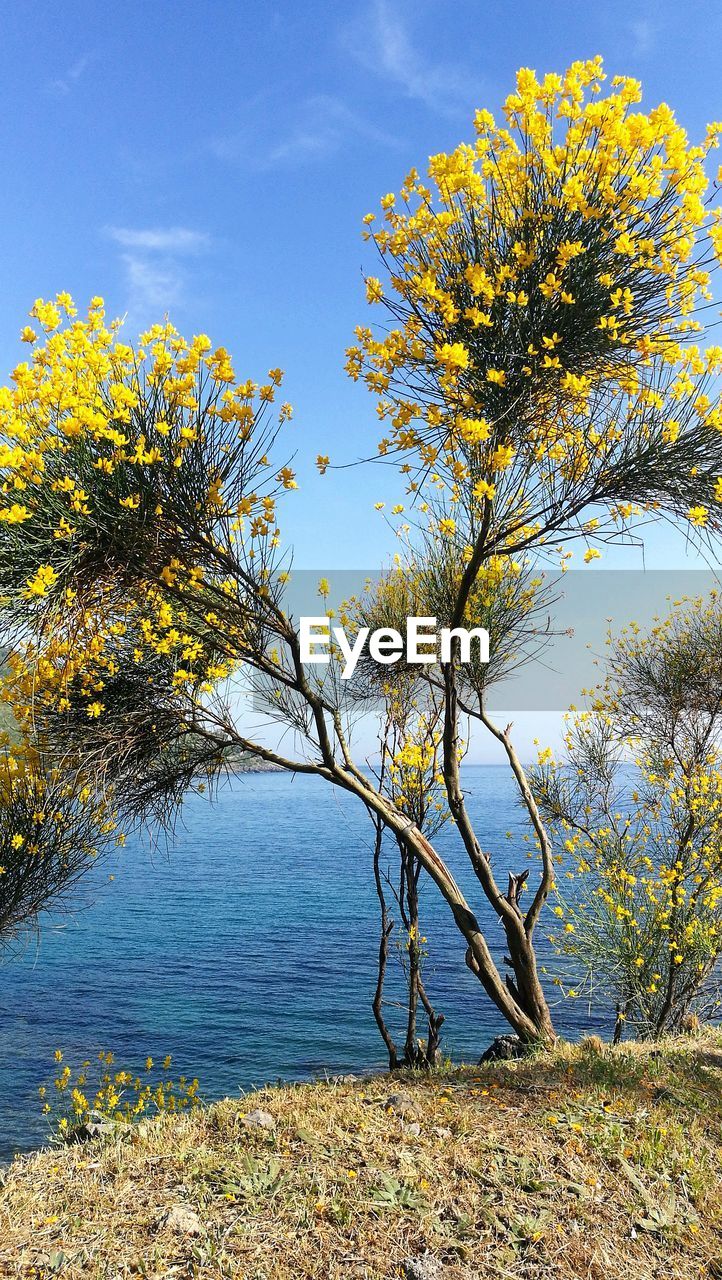 TREE BY PLANTS AGAINST SKY