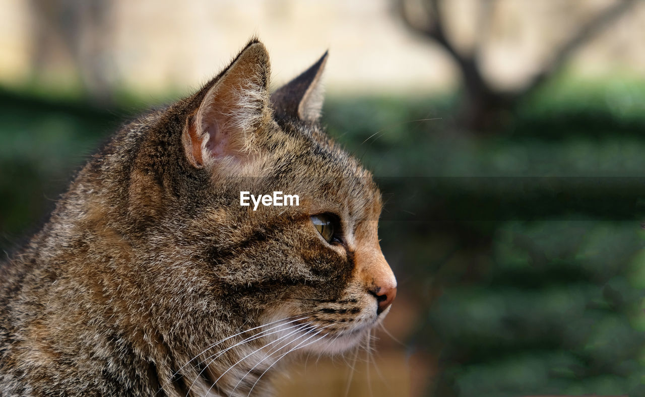Selective focus. banner with a muzzle of a striped cat in profile, copy space.