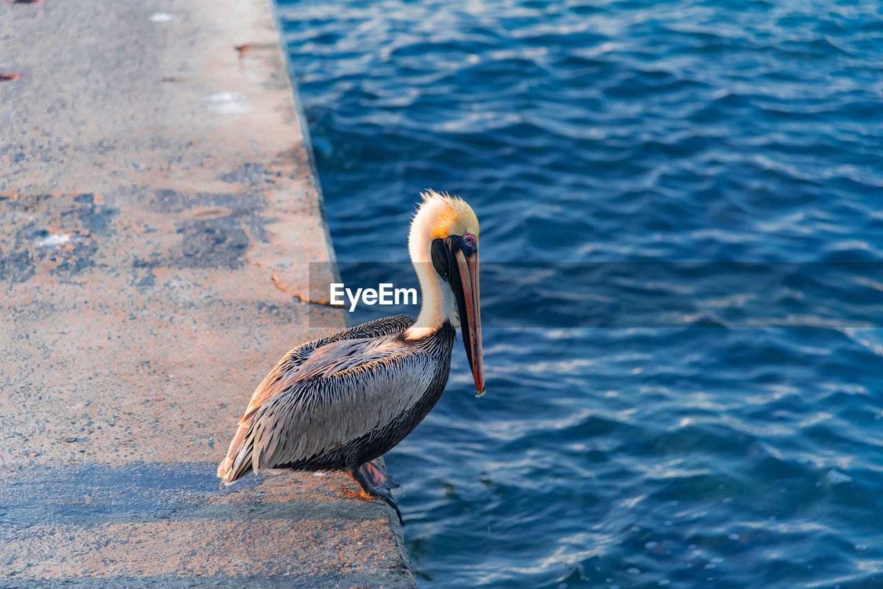 Close-up of bird perching on a sea