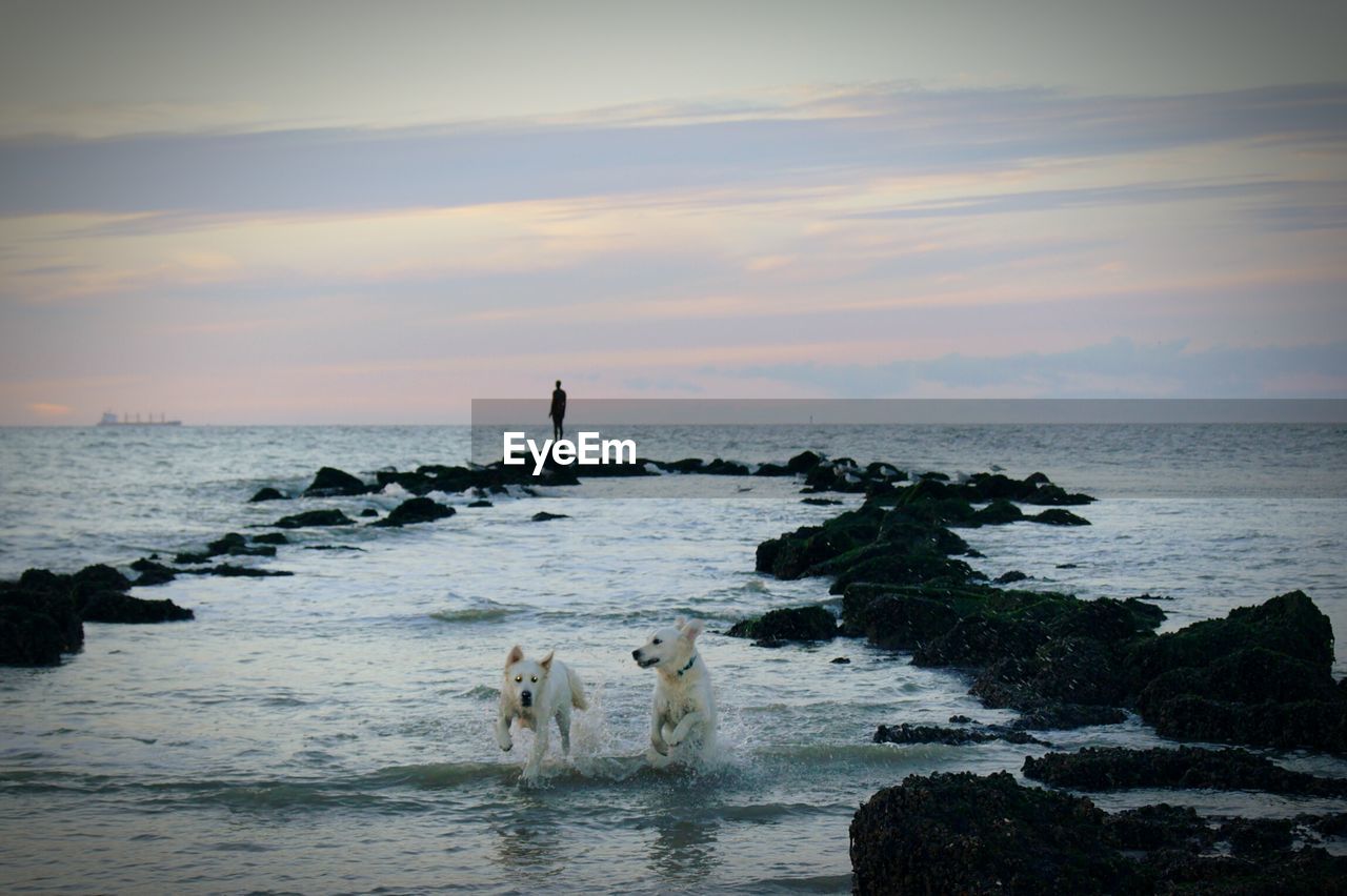 Two dogs running in sea at sunset