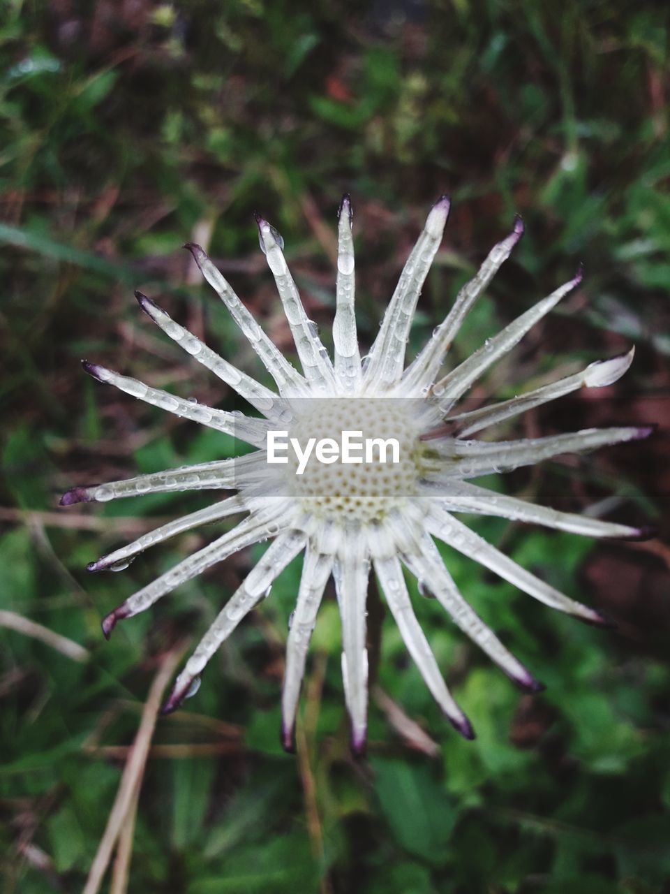 Close-up of white dandelion flower