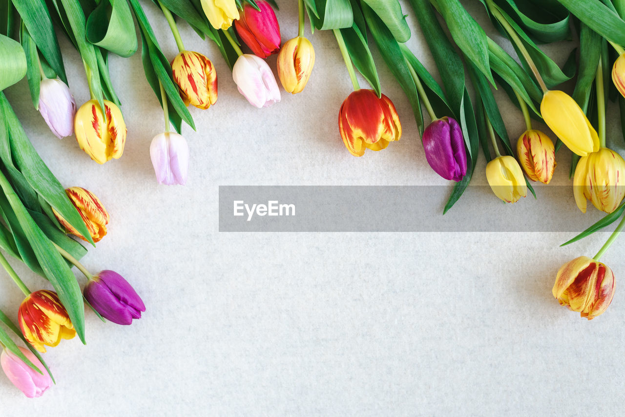 Colorful spring mockup of bright tulips on a neutral background.