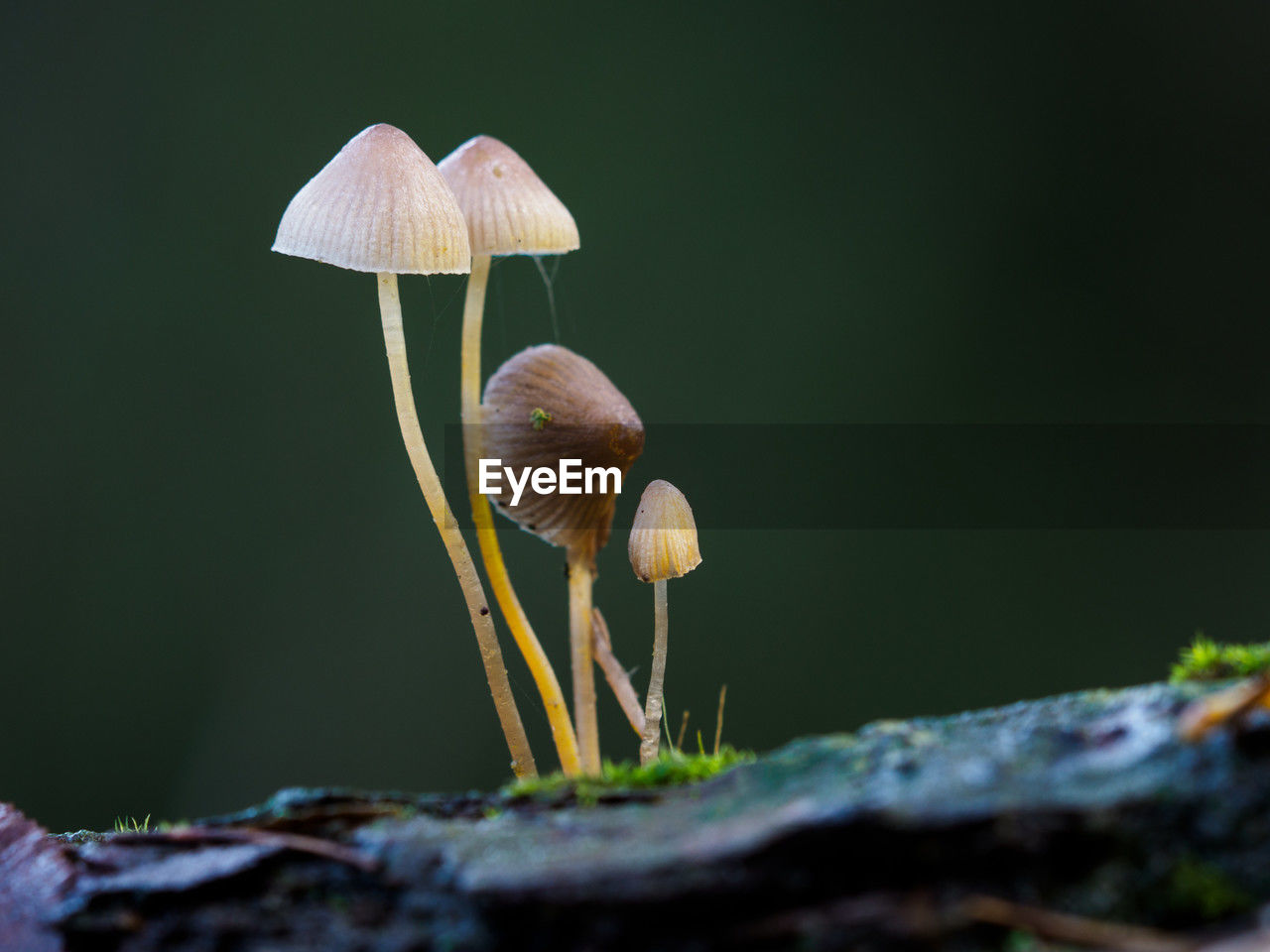 fungus, mushroom, nature, macro photography, plant, vegetable, close-up, growth, flower, green, leaf, food, beauty in nature, tree, no people, forest, yellow, fragility, plant stem, land, selective focus, toadstool, animal wildlife, outdoors, focus on foreground, moss, freshness, day, edible mushroom