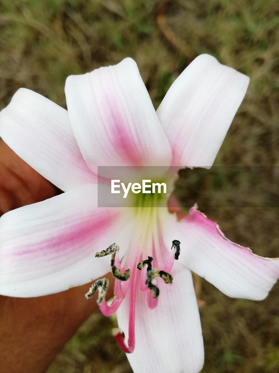 CLOSE-UP OF PINK FLOWERS