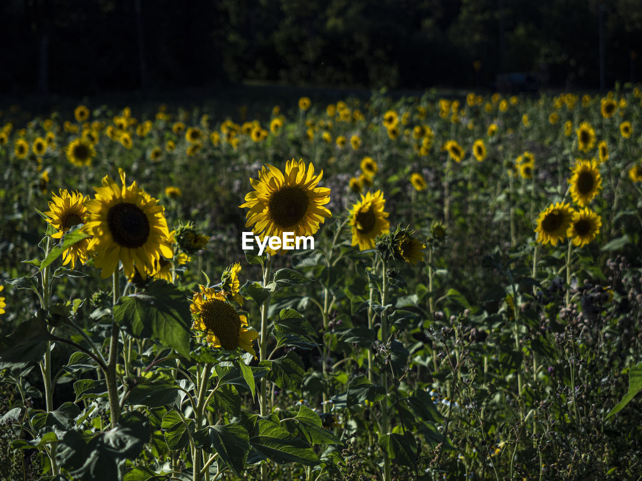 plant, flower, flowering plant, freshness, yellow, growth, field, beauty in nature, nature, land, sunflower, flower head, fragility, inflorescence, landscape, no people, rural scene, meadow, petal, environment, agriculture, focus on foreground, green, close-up, outdoors, sunlight, day, botany, grass, sky, abundance, tranquility, springtime, blossom, wildflower, asterales, prairie, summer, scenics - nature