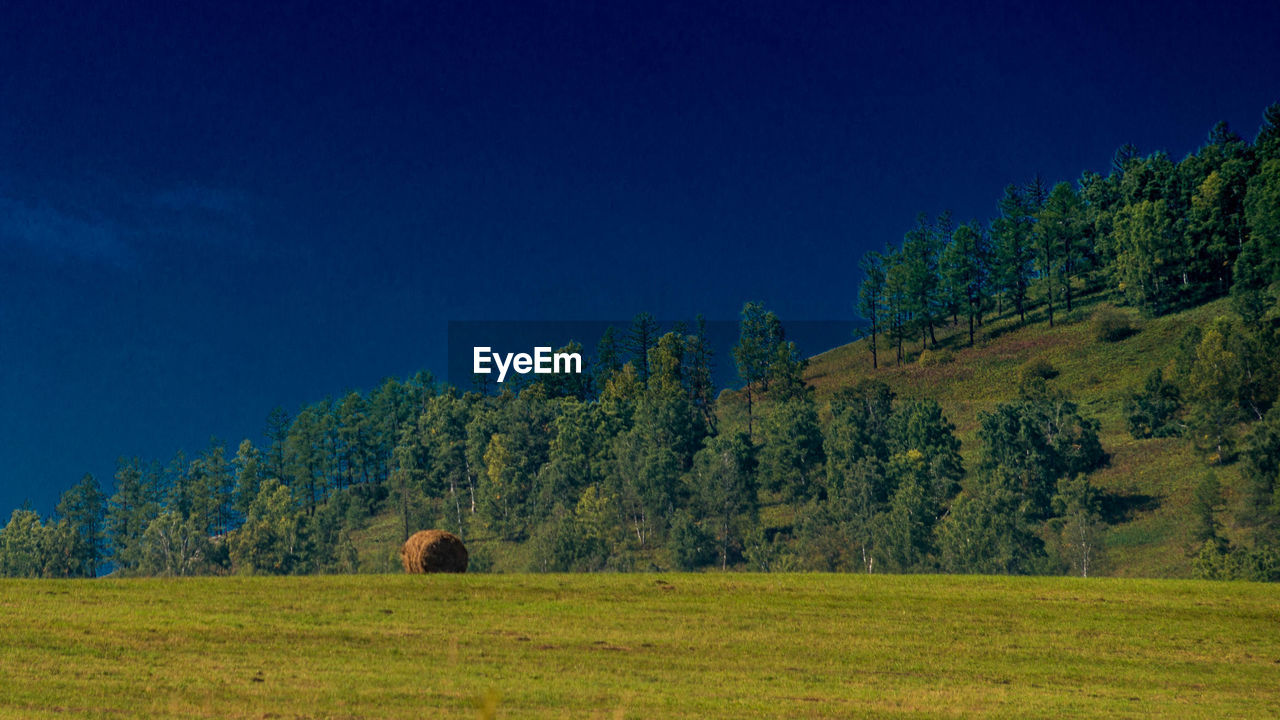 TREES GROWING ON FIELD AGAINST BLUE SKY